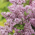 Green boutiQ - Syringa meyeri Palibin sur tige - Plante de terrasse - Caduc - Rustique - Fleurs violettes - Pot 19cm Hauteur 90cm