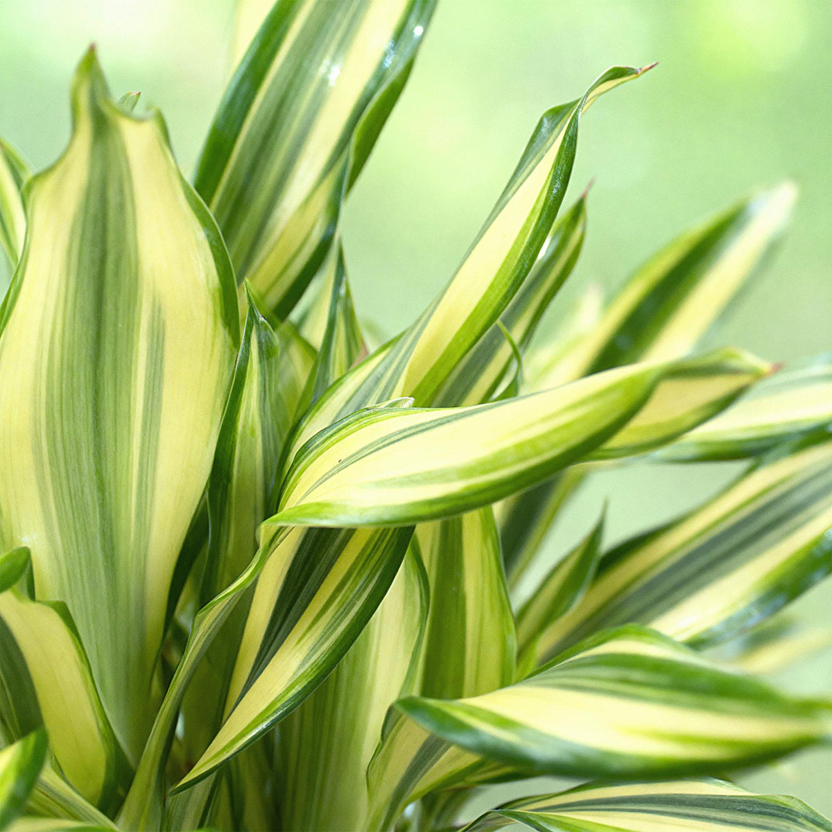 Green BoutiQ - Green is... Plantes d'intérieur - Dracaena fragrans Diamond Dream - Dragonnier - Entretien facile - Vert - 1 plante - Pot 17cm - Hauteur 50-55cm