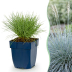 Green boutiQ - Stauden - Festuca glauca - Blauschwingel - Immergrün - Blau - 6 Pflanzen - Topf 11cm - Höhe 15-25cm