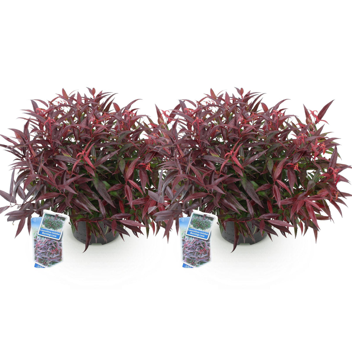 Green boutiQ - Gartenpflanze - Leucothoe Burning Love - Rot - 2 Pflanzen - Immergrün - Pflegeleicht - Topf 17cm Höhe 45cm