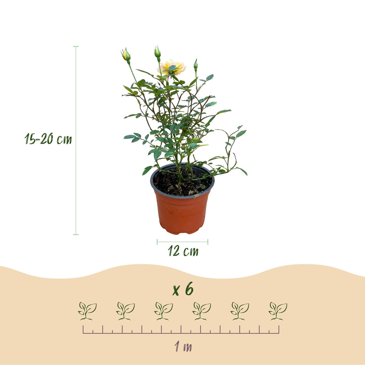 Green boutiQ - Rosier de jardin - Rosa Tricolor Fairy - Rosier - Rustique - Jaune-Rose - 1 plante - Pot 12 cm - Hauteur 20-25 cm