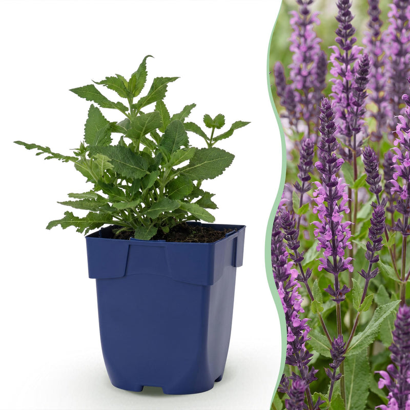 Green boutiQ - Vasteplant - Salvia nem. Sense Deepl Pink - Salie - Bijen en Vlinderlokkers - Roze - 1 Plant - Pot 11cm - Hoogte 15-25cm