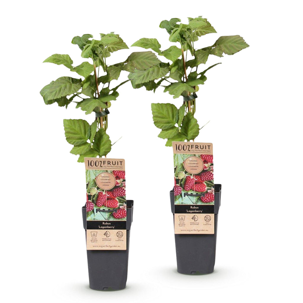 Green boutiQ - Obstpflanze - Rubus Thornless Loganberry - Brombeere - Winterhart - Rote Frucht - 2 Pflanzen - Topf 15cm - Höhe 50cm