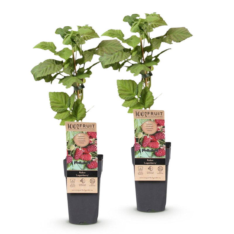 Green boutiQ - Fruitplant - Rubus Thornless Loganberry - Braamboos - Winterhard - Rode Vrucht - 2 Planten - Pot 15cm - Hoogte 50cm