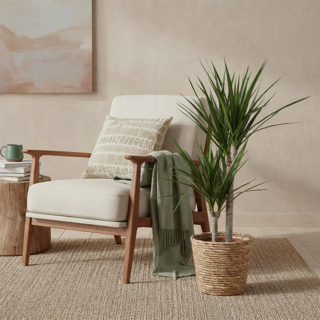 Green BoutiQ - Green is... Plantes d'intérieur - Dracaena Marginata - Dragonnier - Peu d'entretien - avec panier - Vert - 1 Plante - Pot 21cm - Hauteur 90-100cm