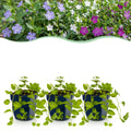 Plante vivace - Vinca Tricolour - Pervenche - Couvre-sol - Bleu - Violet - Blanc - 12 plantes - Pot 11 cm - Hauteur 15-25 cm