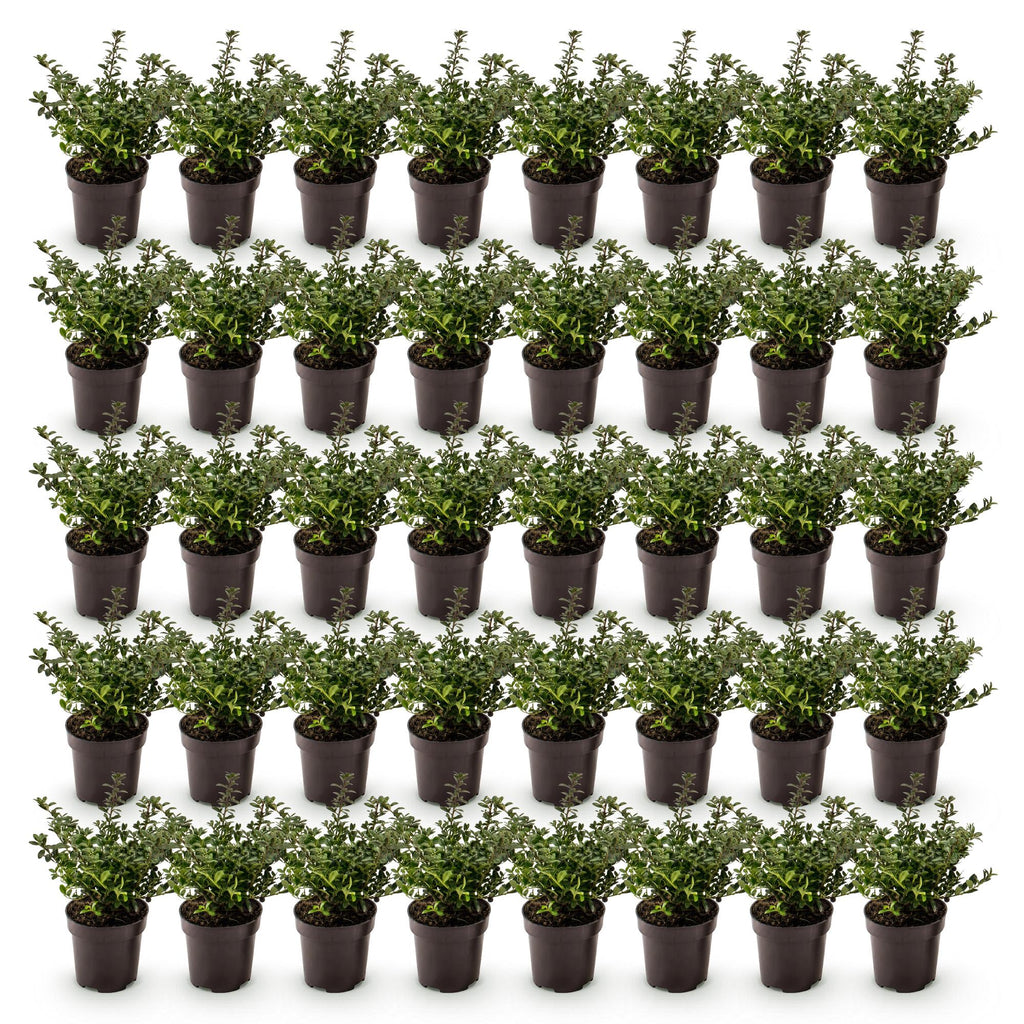 Green boutiQ - 40x Ilex crenata Stokes - Japanische Stechpalme - Heckenpflanzen - Immergrün - Grün - Topf 9cm - Höhe 20-30cm