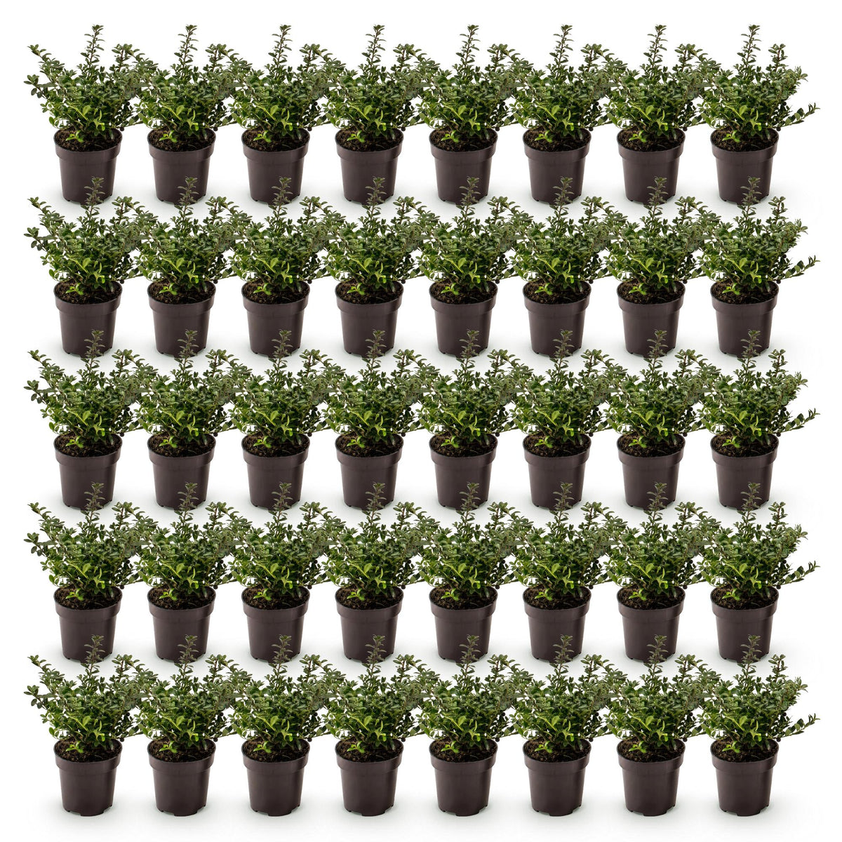 Green boutiQ - 40x Ilex crenata Stokes - Japanse Hulst - Haagplanten - Groenblijvend - Groen - Pot 9cm - Hoogte 20-30cm