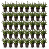 Green boutiQ - 40x Ilex crenata Stokes - Japanse Hulst - Haagplanten - Groenblijvend - Groen - Pot 9cm - Hoogte 20-30cm