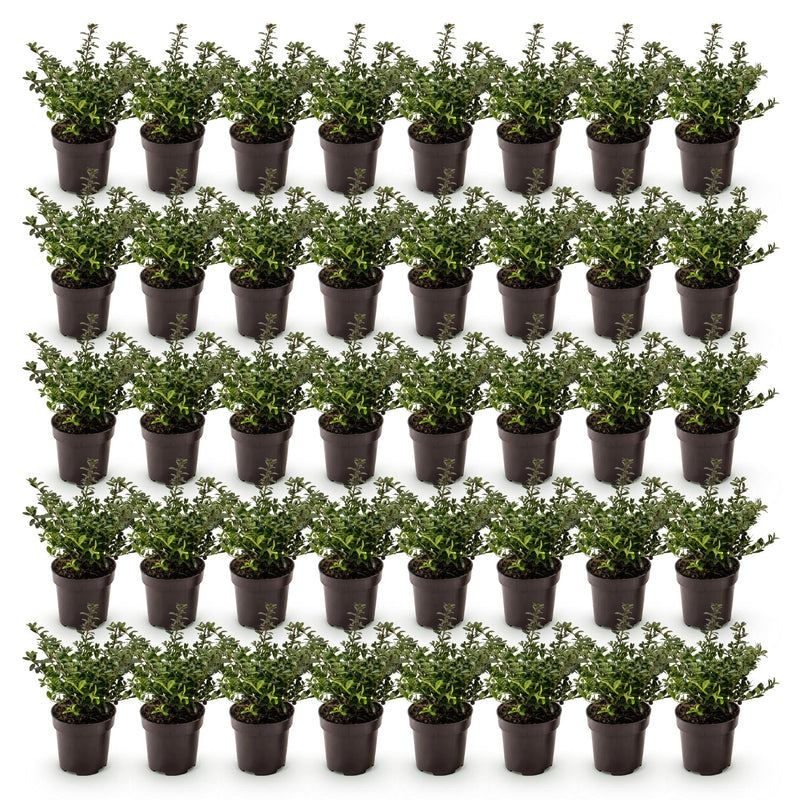 Green boutiQ - 40x Ilex crenata Stokes - Japanse Hulst - Haagplanten - Groenblijvend - Groen - Pot 9cm - Hoogte 20-30cm