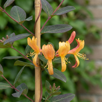 2x Lonicera tellmanniana - Tellmann's honeysuckle - Orange - Yellow - Climber - Ø9cm - ↕35cm