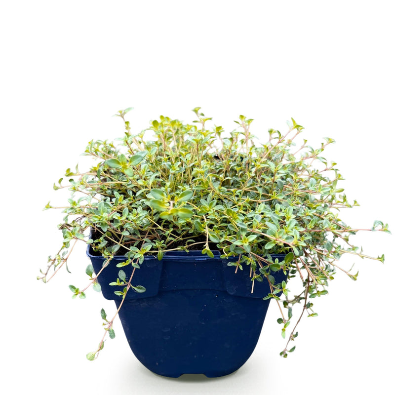 Green boutiQ - Perennial - Thymus citr. Sambesi - Lemon Thyme - Fragrant - Yellow - 1 Plants - Pot 11cm - Height 15-25cm