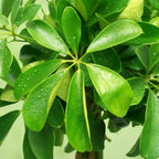 Green boutiQ - Plante d'intérieur - Schefflera Nora - Vert - Entretien facile - 1 plante - avec pot blanc - Pot 21cm - Hauteur 70 - 80cm
