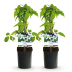 Green boutiQ - Plante grimpante - Clematis montana Grandiflora - Fleur blanche - Floraison précoce - Peu d'entretien - 2 plantes - Pot 11cm Hauteur 40cm
