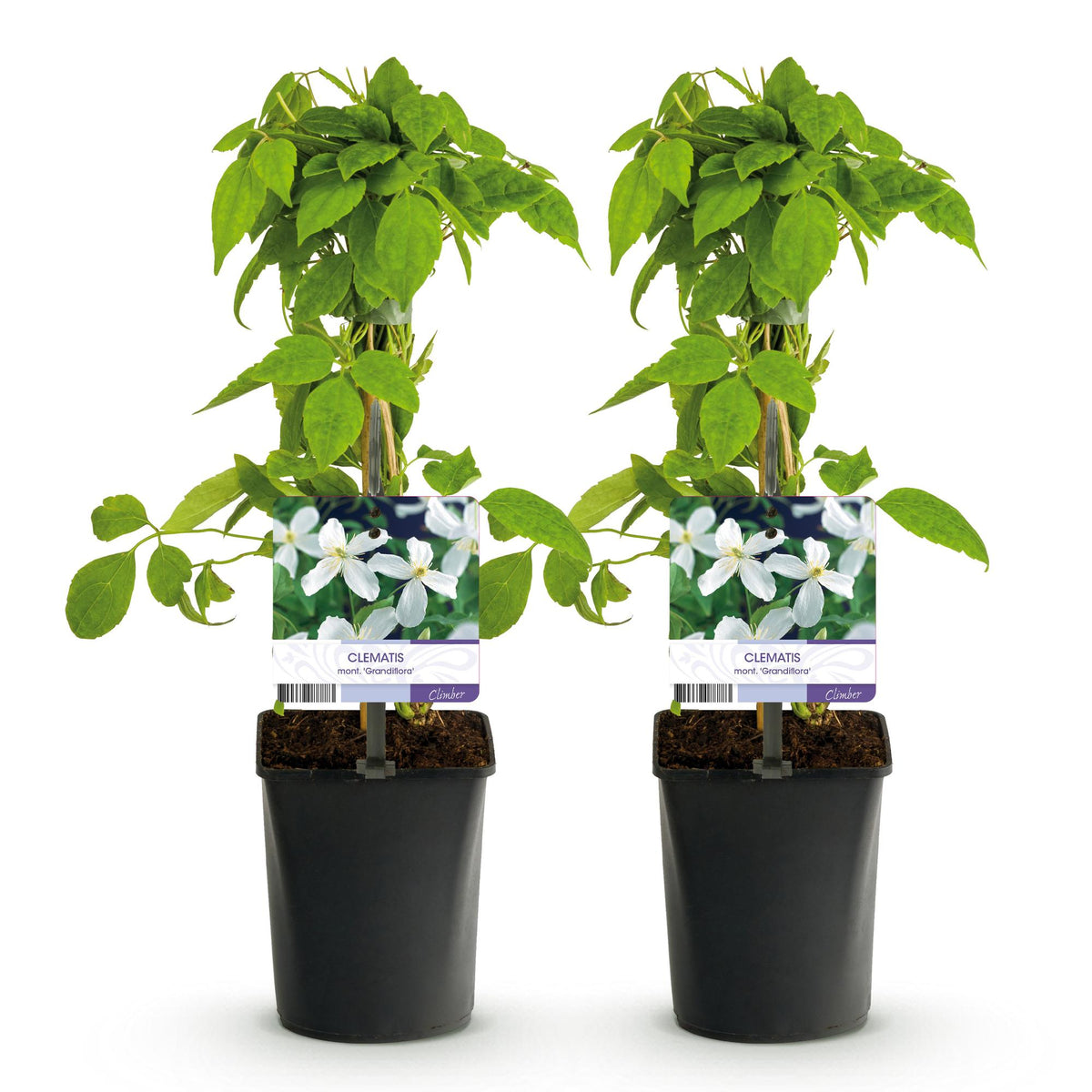 Green boutiQ - Plante grimpante - Clematis montana Grandiflora - Fleur blanche - Floraison précoce - Peu d'entretien - 2 plantes - Pot 11cm Hauteur 40cm
