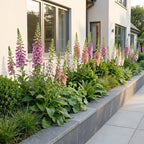 Green boutiQ - Stauden - Digitalis Tricolour - Fingerhut - Schatten - Rosa - Violett - Weiß - 6 Pflanzen - Topf 11cm - Höhe 15-25cm
