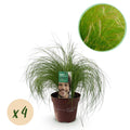 Green boutiQ - Ziergräser - Stipa tenuifolia Pony Tails - Grün - 4 Pflanzen - Immergrün - Pflegeleicht - Topf 17cm Höhe 50cm