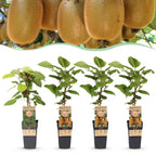 Green boutiQ - Plant fruitier - Actinidia Weiki & Hayward - Plant de kiwi - 1 Mâle - 3 Femelles - Plantes - Vert - Pot 15cm - Hauteur 50cm