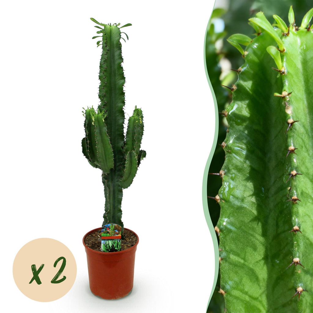 Green boutiQ - Plante d'intérieur - Euphorbia eritrea - Euphorbe arborescente - Entretien facile - Vert - 2 - Pot 19cm - Hauteur 70cm