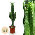 Green boutiQ - Plante d'intérieur - Euphorbia eritrea - Euphorbe arborescente - Entretien facile - Vert - 2 - Pot 19cm - Hauteur 70cm