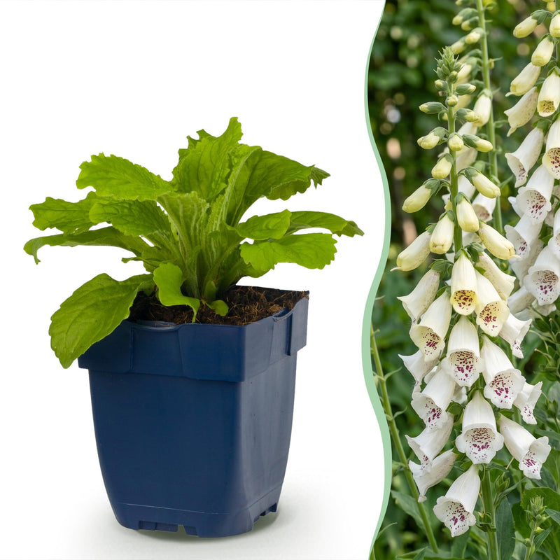 Green boutiQ - Vasteplant - Digitalis purp. Dalmatian White - Vingerhoedskruid - Schaduw - Wit - 12 Planten - Pot 11cm - Hoogte 15-25cm