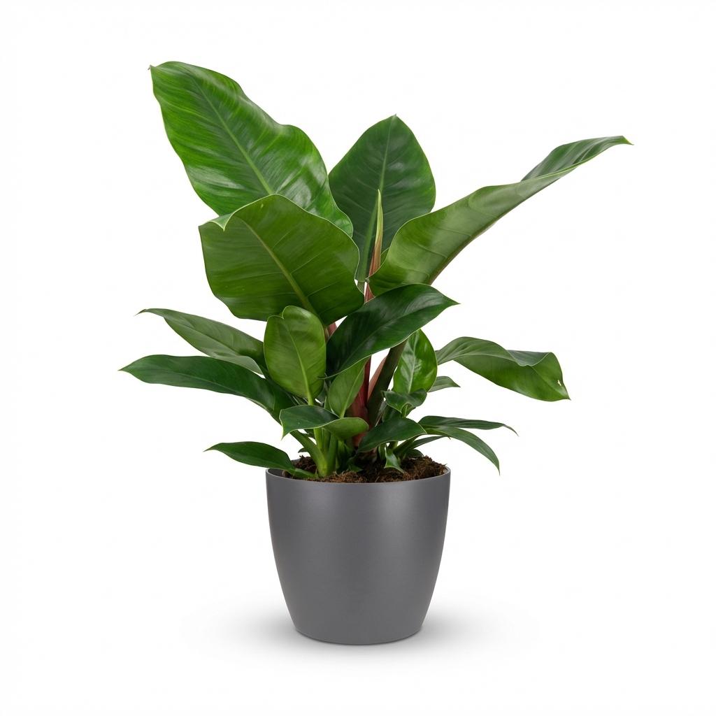 Green boutiQ - Plante d'intérieur - Philodendron - Philodendron Imperial Green - Vert - Entretien facile - 1 plante - avec pot gris - Pot 19cm - Hauteur 65cm