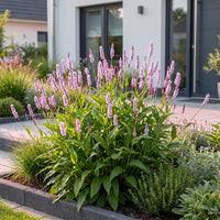 Green boutiQ - Vasteplant - Persicaria ampl. Rosea - Duizendknoop - Schaduw - Roze - 1 Plant - Pot 11cm - Hoogte 15-25cm