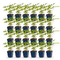 Green boutiQ - Vasteplant - Astilbe (J) Europa - Pluimspirea - Schaduw - Roze - 24 Planten - Pot 11cm - Hoogte 15-25cm