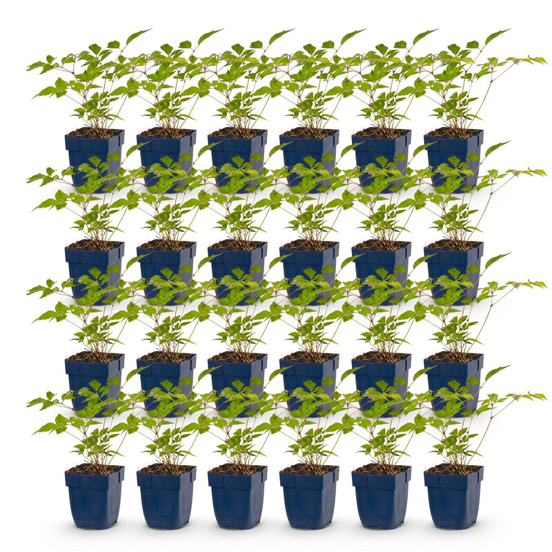 Green boutiQ - Vasteplant - Astilbe (J) Europa - Pluimspirea - Schaduw - Roze - 24 Planten - Pot 11cm - Hoogte 15-25cm