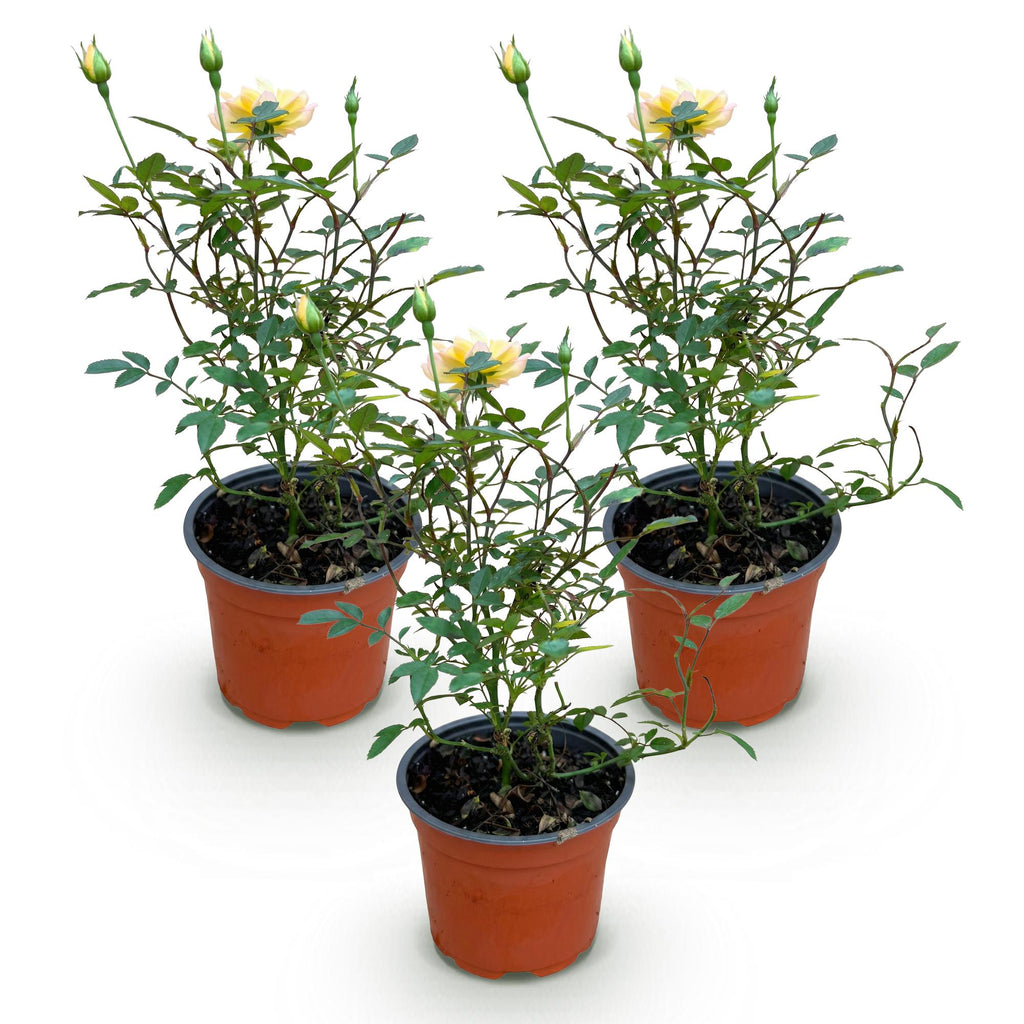 Green boutiQ - Rosier de jardin - Rosa Tricolor Fairy - Rosier - Rustique - Jaune-Rose - 3 Plantes - Pot 12cm - Hauteur 20-25cm