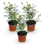 Green boutiQ - Rosier de jardin - Rosa Tricolor Fairy - Rosier - Rustique - Jaune-Rose - 3 Plantes - Pot 12cm - Hauteur 20-25cm