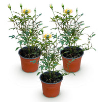 Green boutiQ - Tuin Roos - Rosa Tricolor Fairy - Roos - Winterhard - Geel-Roze - 3 Planten - Pot 12cm - Hoogte Hoogte 20-25cm