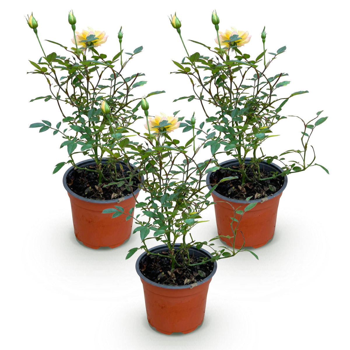 Green boutiQ - Rosier de jardin - Rosa Tricolor Fairy - Rosier - Rustique - Jaune-Rose - 3 Plantes - Pot 12cm - Hauteur 20-25cm