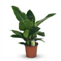 Green boutiQ - Plante d'intérieur - Philodendron - Philodendron Imperial Green - Vert - Entretien facile - 1 plante - Pot 19cm - Hauteur 65cm