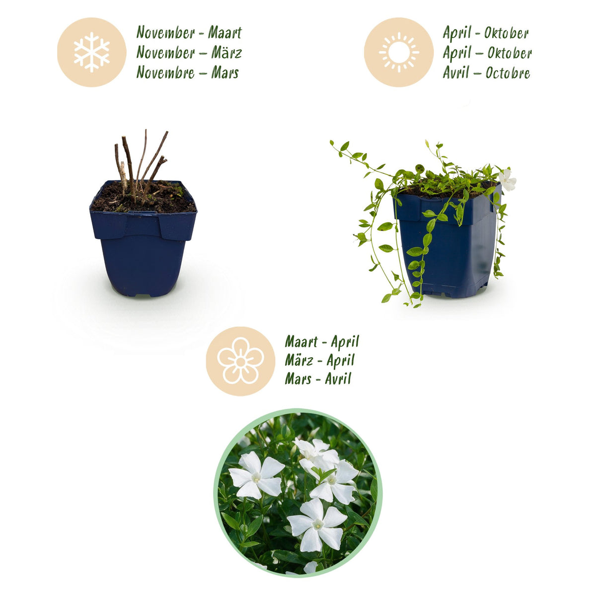 Vasteplant - Vinca minor Alba - Maagdenpalm - Bodembedekkend - Wit - 12 Planten - Pot 11cm - Hoogte 15-25cm