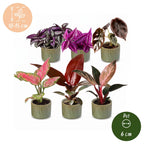 6x Baby Paradise Mix - Various colours - Tropical - incl. Linnea Olive - Ø6cm - ↕10-15cm