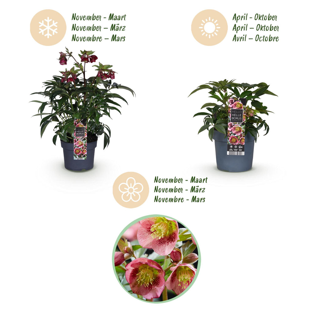Green boutiQ - Plante de jardin - Rose de Carême - Hellébore Dacaya - Fleur rose - Persistant - Pot 19cm Hauteur 50cm