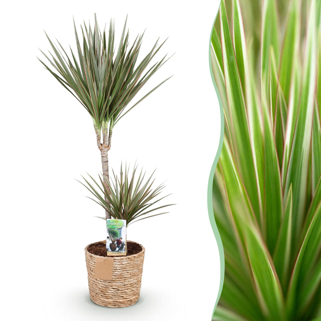 Green BoutiQ - Green is... Plantes d'intérieur - Dracaena Marginata Bicolor - Dragonnier - Entretien facile - avec panier - Vert - 1 plante - Pot 21cm - Hauteur 90-100cm
