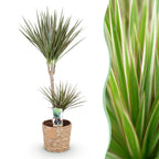 Green BoutiQ - Green is... Plantes d'intérieur - Dracaena Marginata Bicolor - Dragonnier - Entretien facile - avec panier - Vert - 1 plante - Pot 21cm - Hauteur 90-100cm