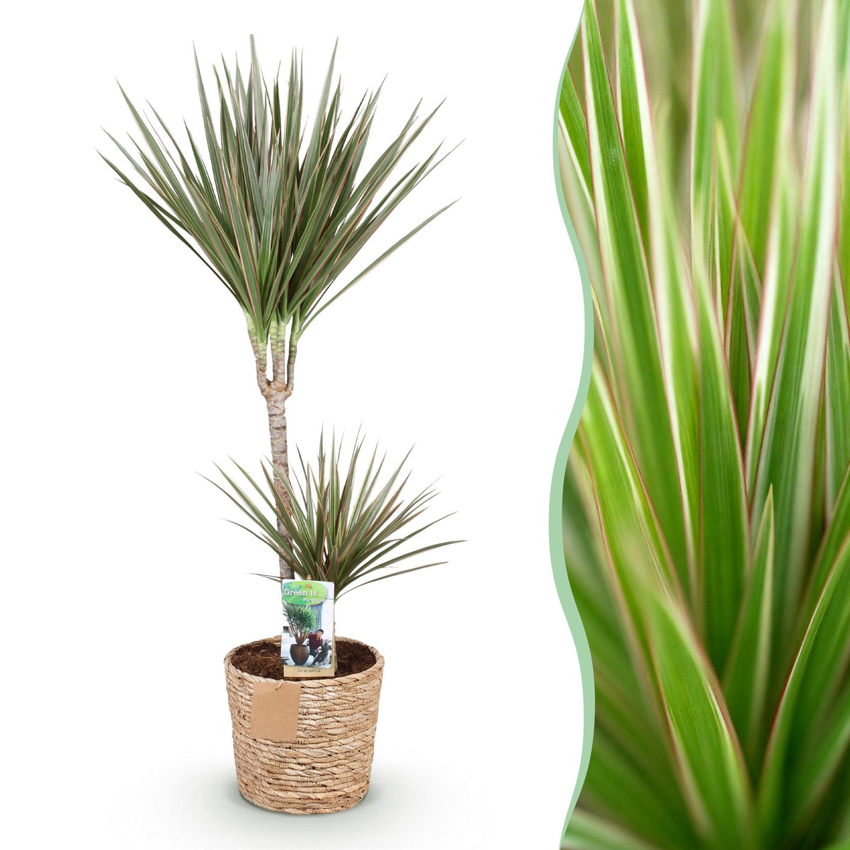 Green BoutiQ - Green is... Plantes d'intérieur - Dracaena Marginata Bicolor - Dragonnier - Entretien facile - avec panier - Vert - 1 plante - Pot 21cm - Hauteur 90-100cm