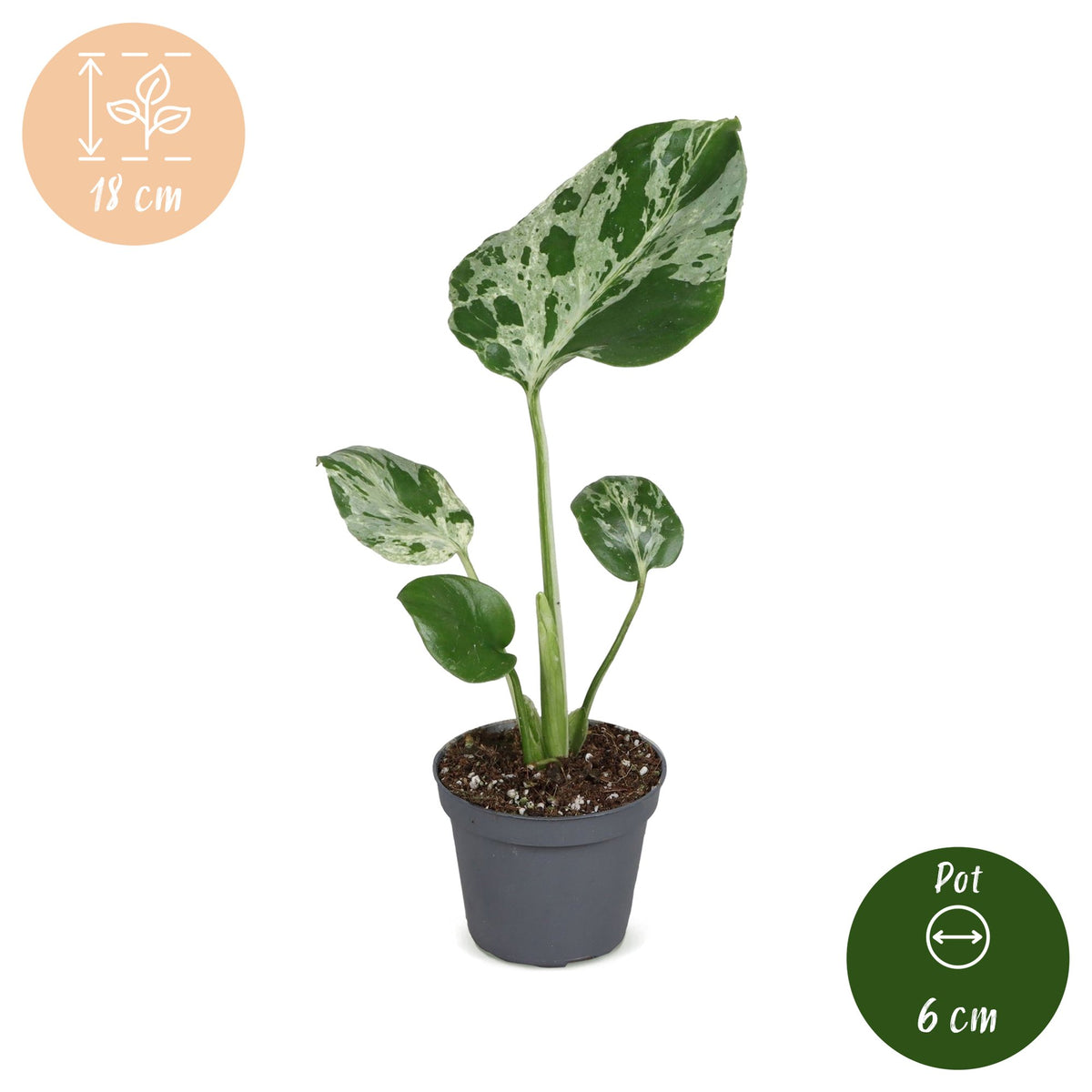 Monstera Deliciosa Bulbarsaur - Monstera Deliciosa Bulbarsaur - Green - Tropical - Ø6cm - ↕18cm