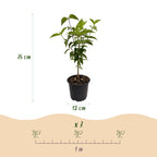 Green boutiQ - Tuinplant - Cornus kousa chinensis - Bloem Wit - 3 Planten - Bladverliezend - Weinig Onderhoud - Pot 12cm Hoogte 35cm