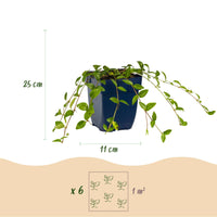 Vasteplant - Vinca minor - Maagdenpalm - Bodembedekkend - blauw - 1 Plant - Pot 11cm - Hoogte 15-25cm
