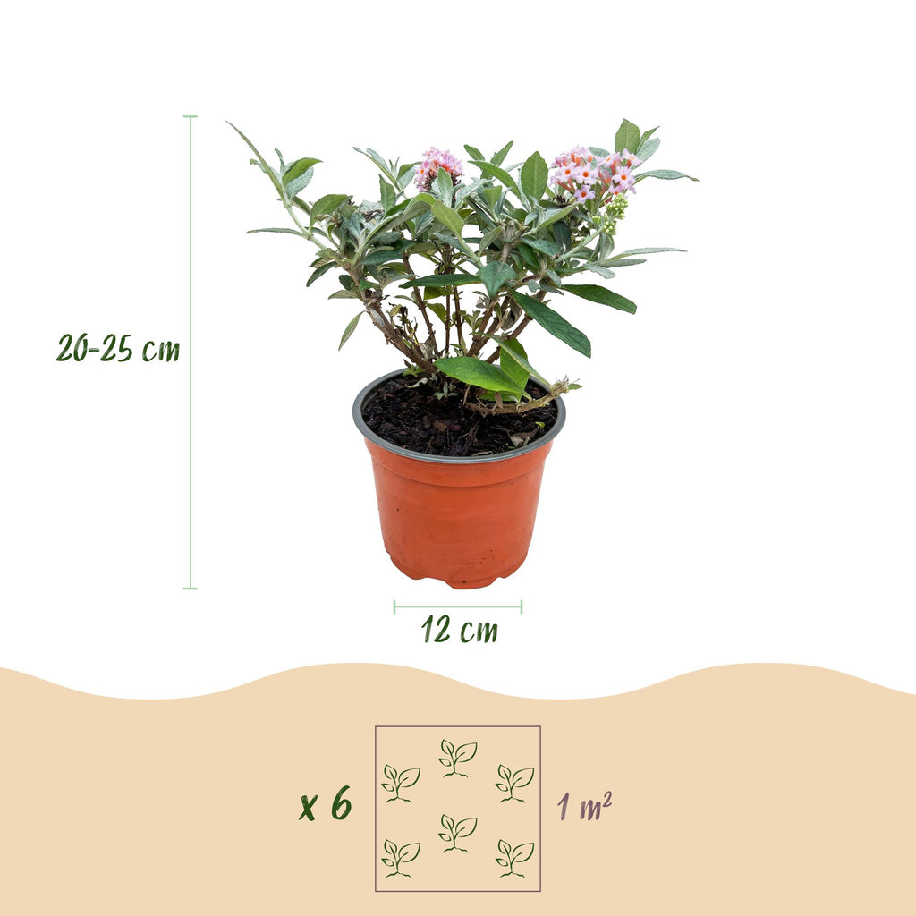 Green boutiQ - Gartenpflanze - Buddleja davidii Butterfly Candy Little Pink - Schmetterlingsflieder - Kompakt - Rosa - 3 Pflanzen - Topf 12cm - Höhe 20-25cm
