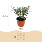 Green boutiQ - Gartenpflanze - Buddleja davidii Butterfly Candy Little Pink - Schmetterlingsflieder - Kompakt - Rosa - 3 Pflanzen - Topf 12cm - Höhe 20-25cm