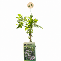 6x Jasminum stephanense - Stephan's jasmine - Pink - Climber - Ø9cm - ↕35cm