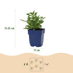 Green boutiQ - Stauden - Salvia nem. Sense Deep Pink - Salbei - Bienen- und Schmetterlingsmagnet - Rosa - 3 Pflanzen - Topf 11cm - Höhe 15-25cm