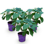 Green boutiQ - Plante de jardin - Hydrangea arborescens FlowerWOW - Hortensia - Rustique - Blanc - 3 plantes - Pot 14 cm - Hauteur 20-30 cm