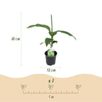 Green boutiQ - Plant fruitier - Bananier - Musa Basjoo - Rustique - 4 plantes - Pot 12cm Hauteur 30cm