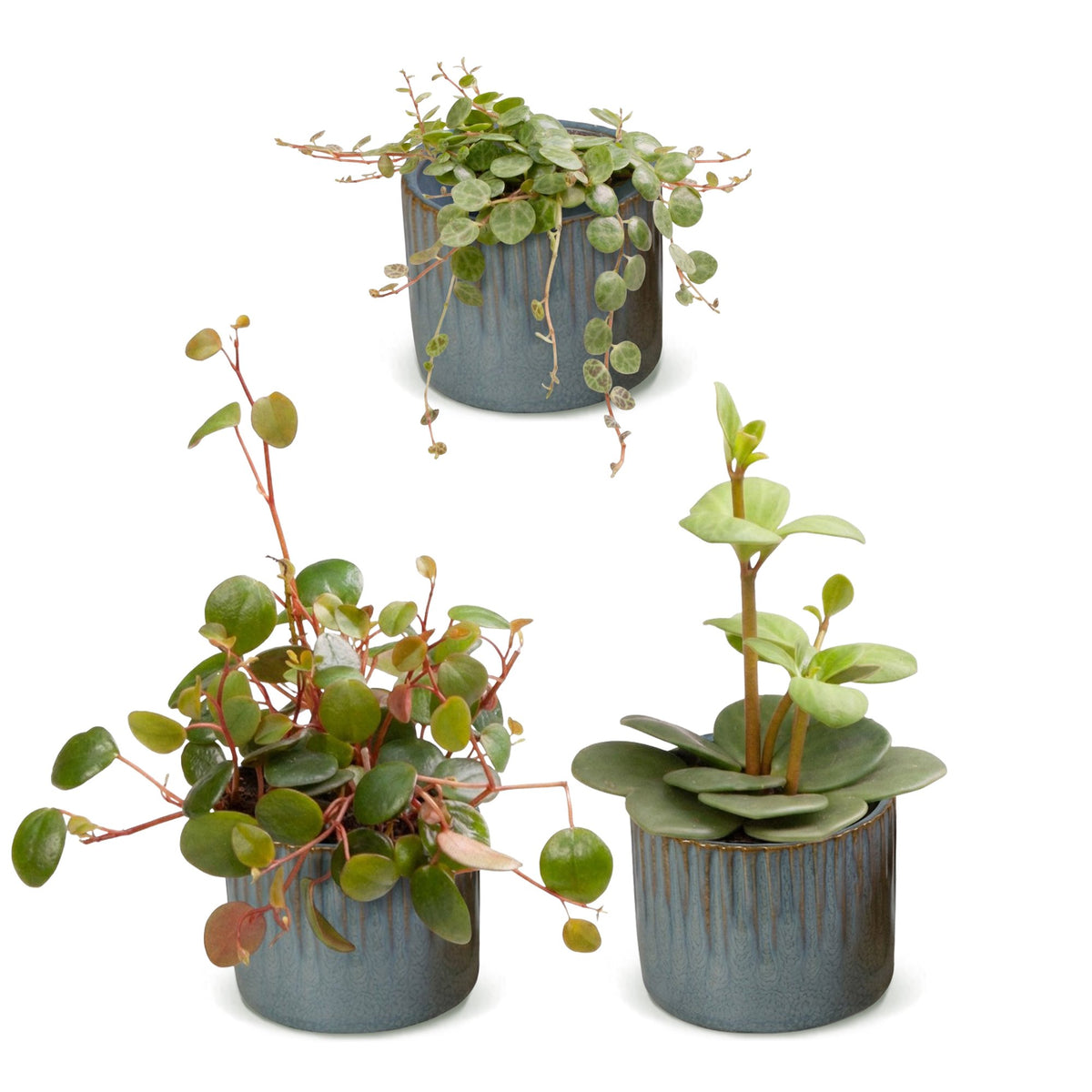 3x Baby Peperomia Mix - Green - Red - Tropical - incl. Linnea Misty Blue - Ø6cm - ↕5-15cm